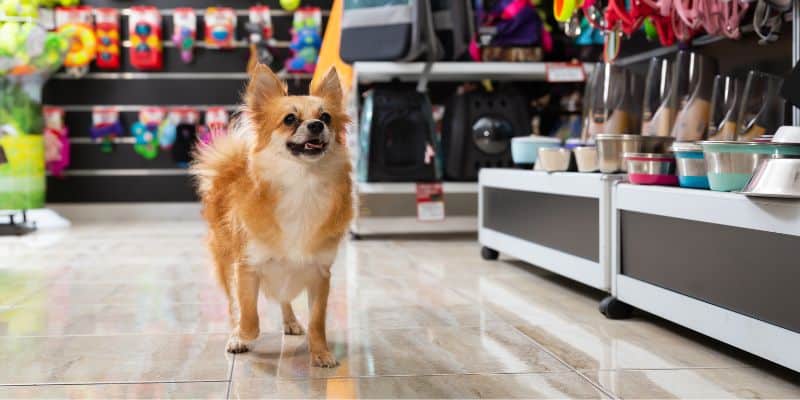A imagem mostra um cachorro de porte pequeno parado no corredor de uma loja que vende artigos para animais.