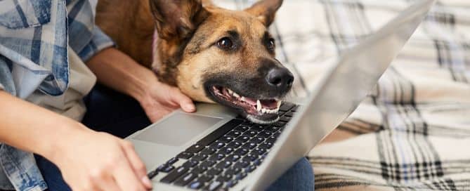 A imagem mostra uma pessoa usando o notebook. Apoiado ao notebook está a cabeça de um cachorro.